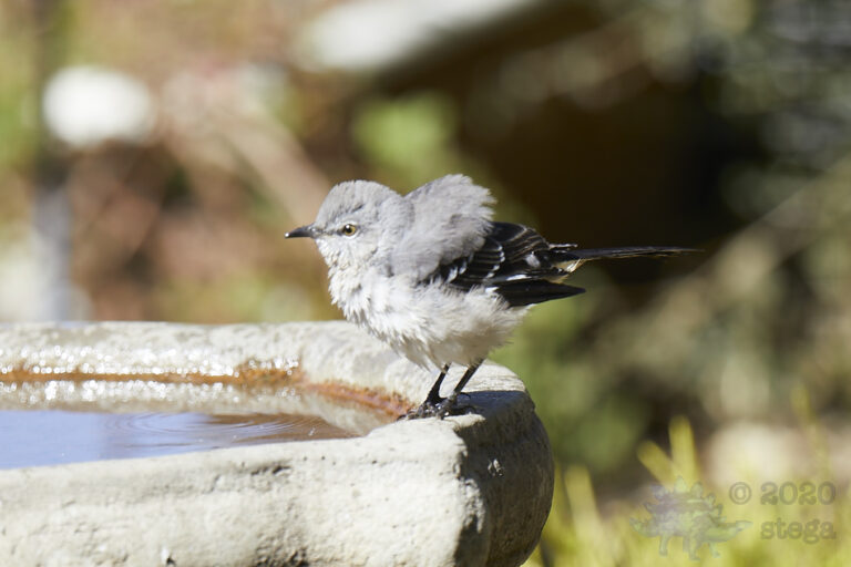Northern Mockingbird