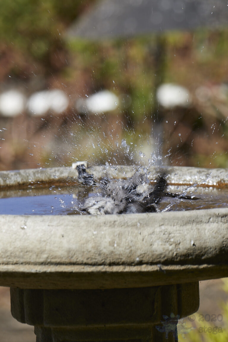 Northern Mockingbird