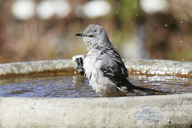 Northern Mockingbird