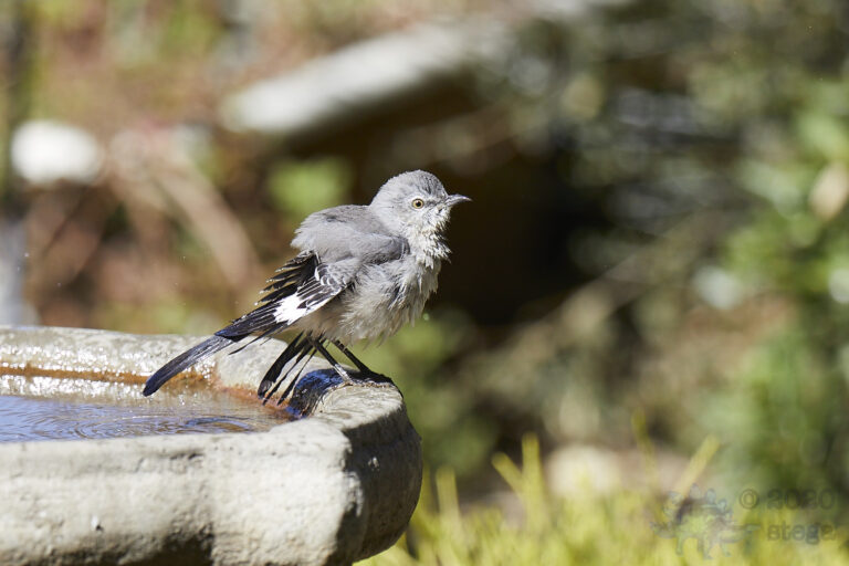 Northern Mockingbird