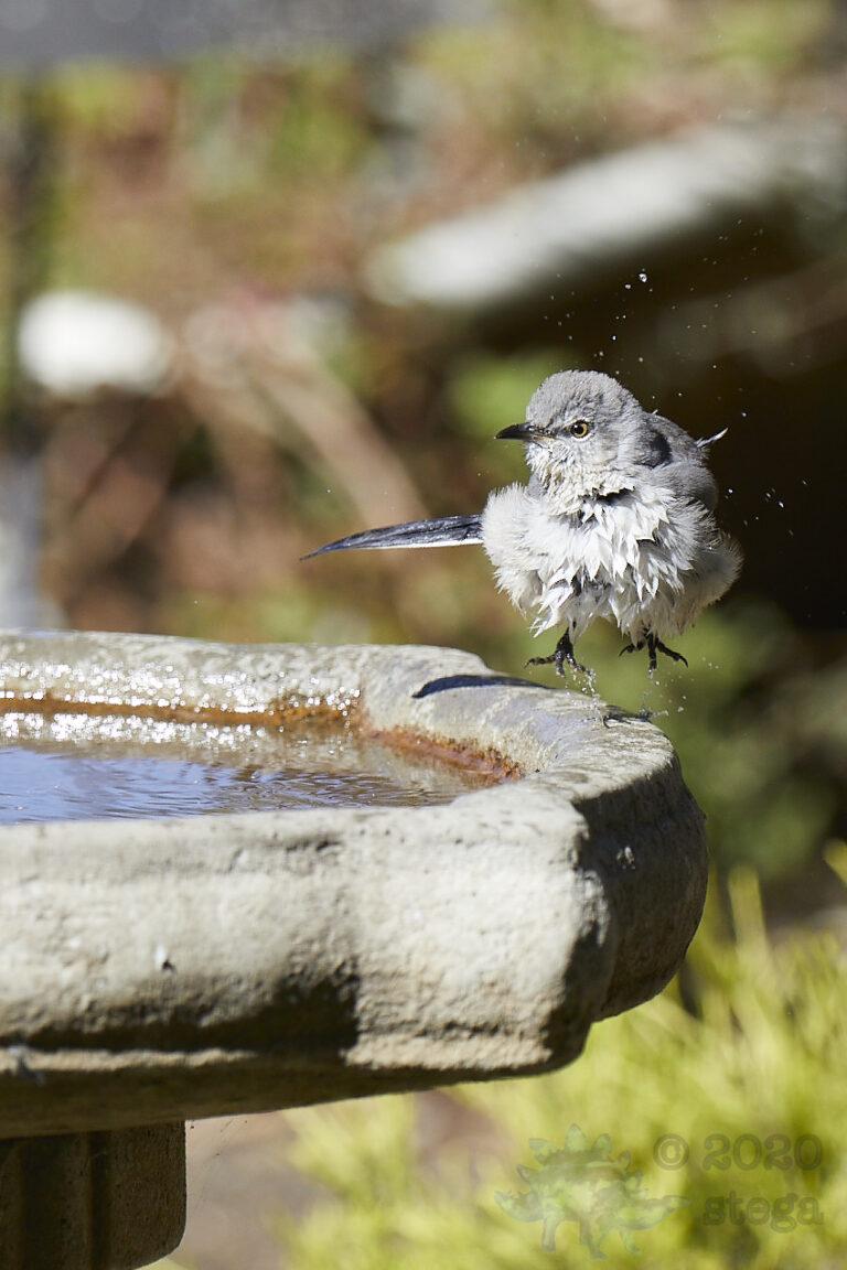 Northern Mockingbird
