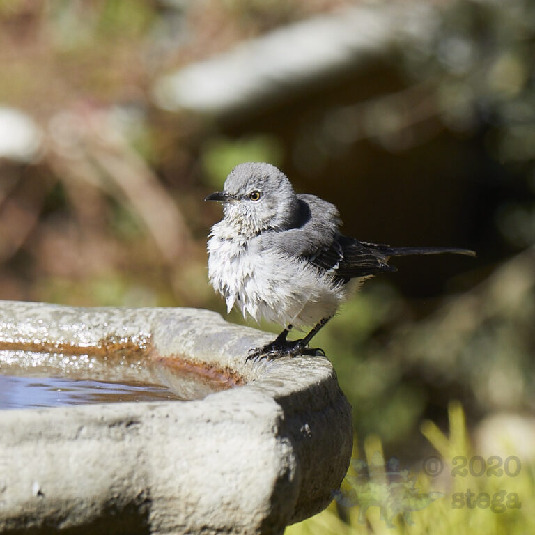 Northern Mockingbird