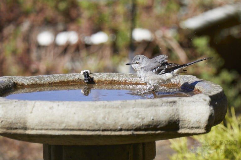 Northern Mockingbird