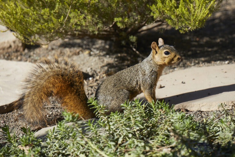 Tree Squirrel