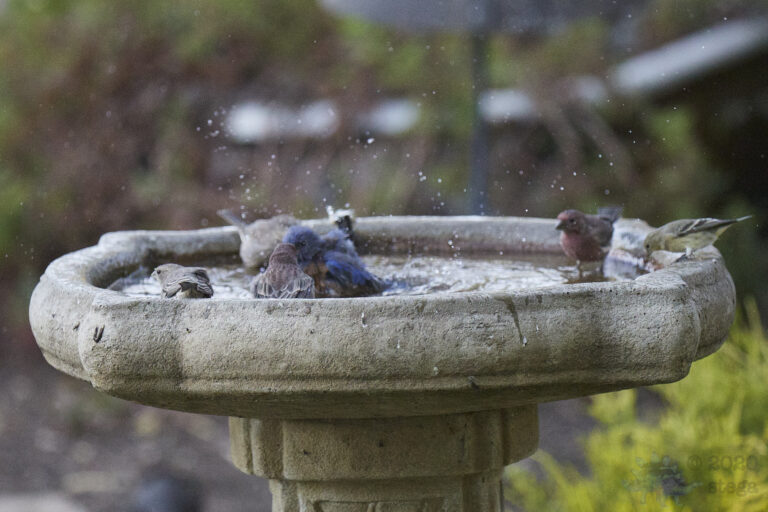 Bluebird and Finches