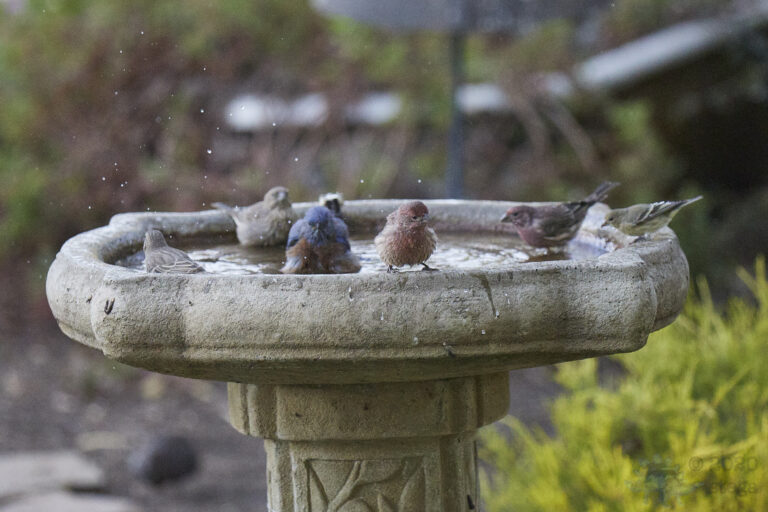 Bathing Birds