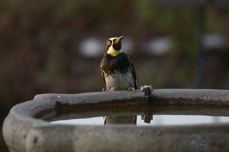 Acorn Woodpecker