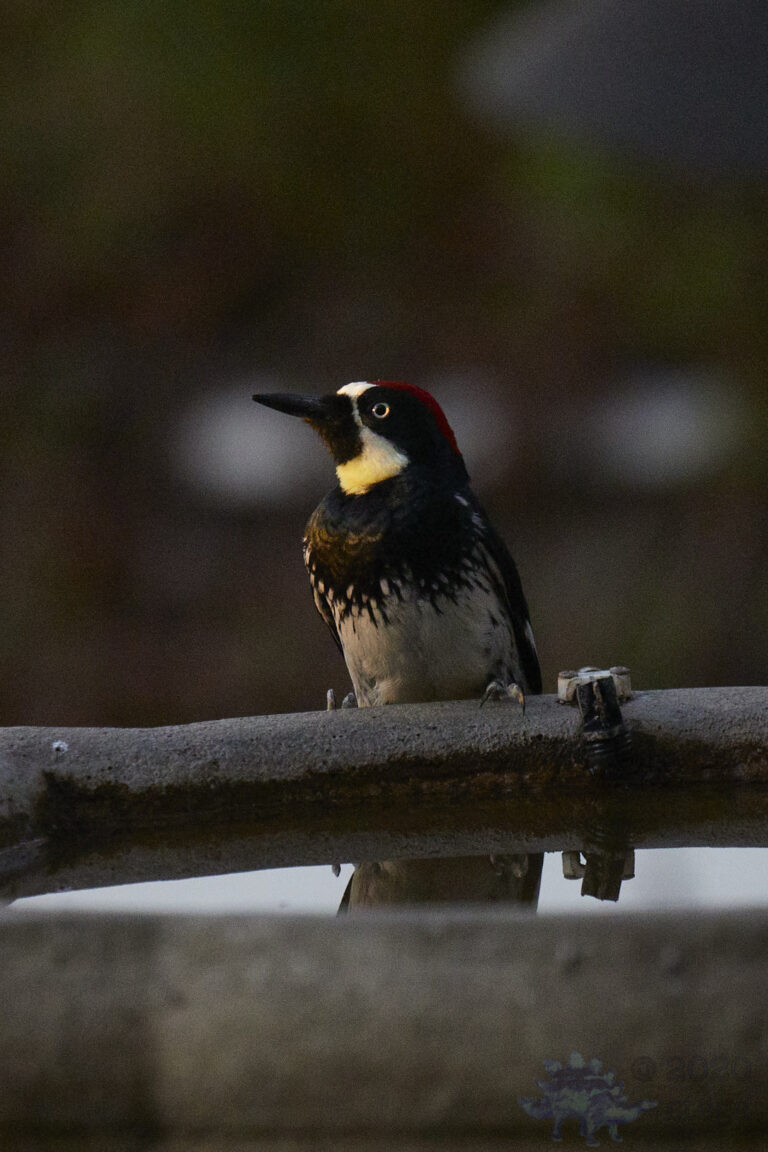 Acorn Woodpecker