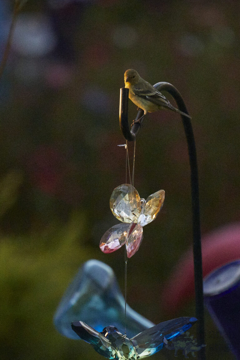 Lesser Goldfinch