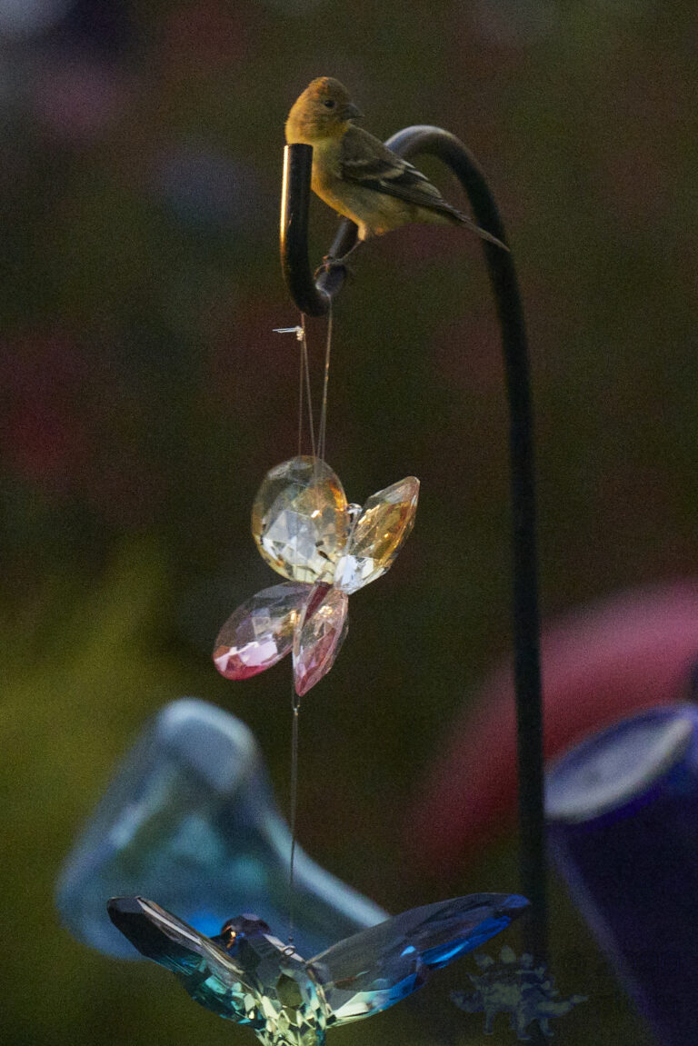 Lesser Goldfinch