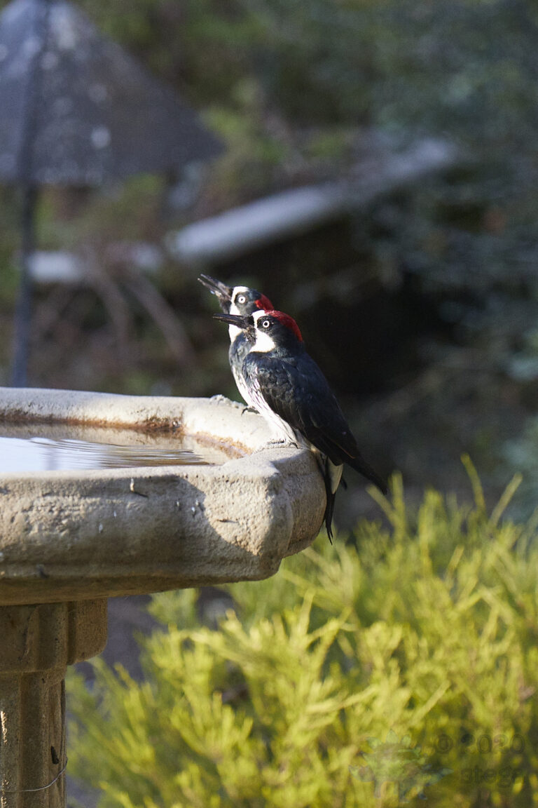 Acorn Woodpeckers