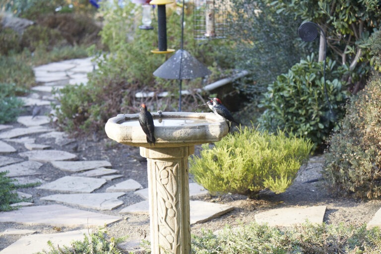 Acorn Woodpeckers