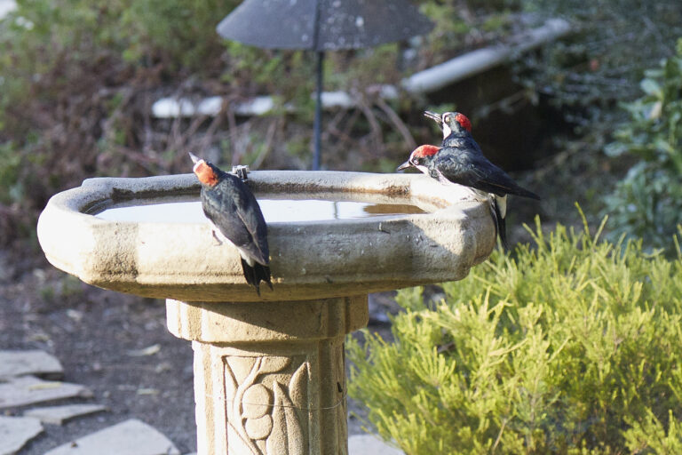 Acorn Woodpeckers