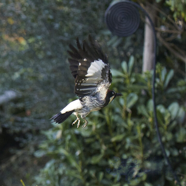 Acorn Woodpecker