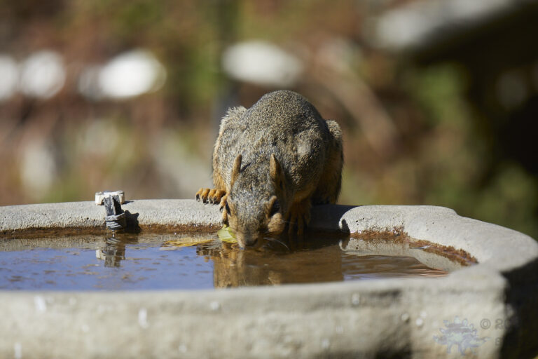 Fox Squirrel