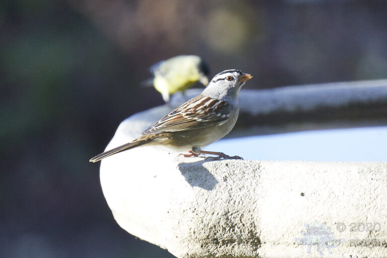 White-Crowned Sparrow