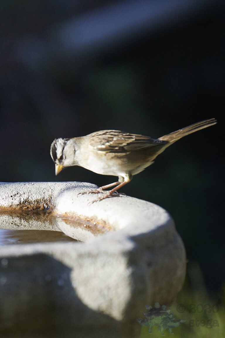 White-Crowned Sparrow