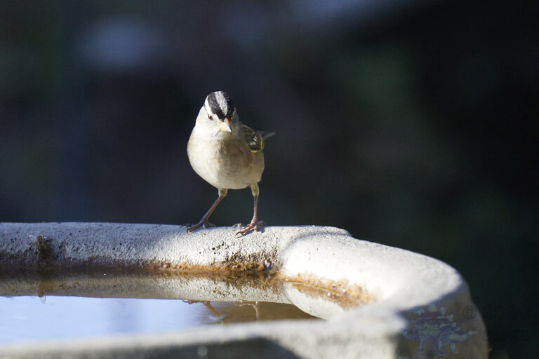 White-crowned Sparrow