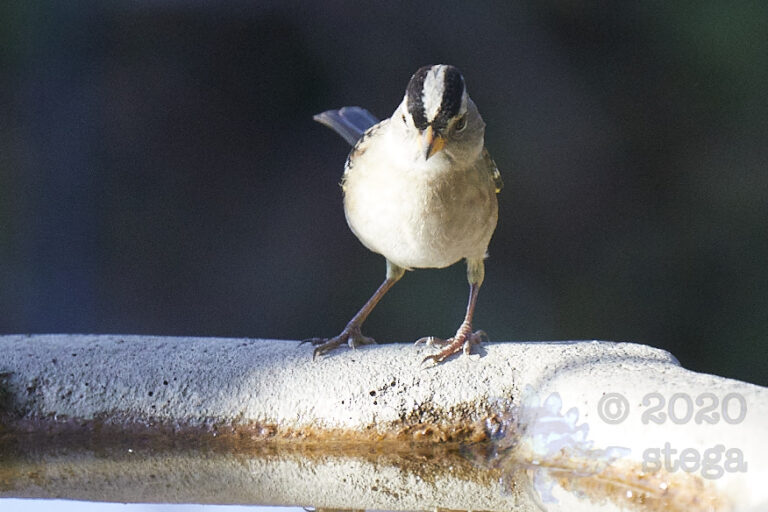 White-Crowned Sparrow