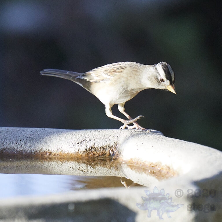 White-Crowned Sparrow