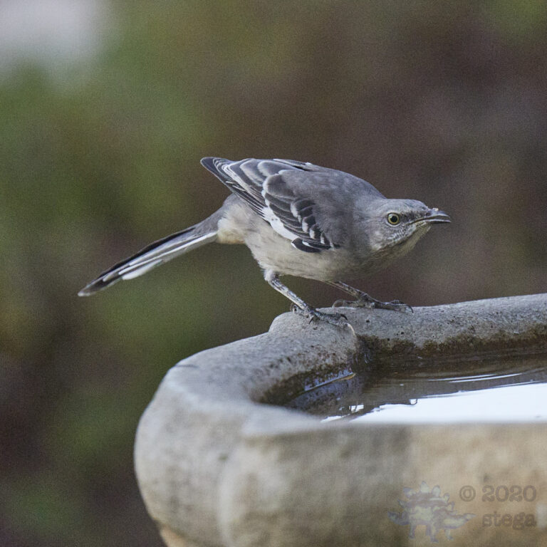 Northern Mockingbird