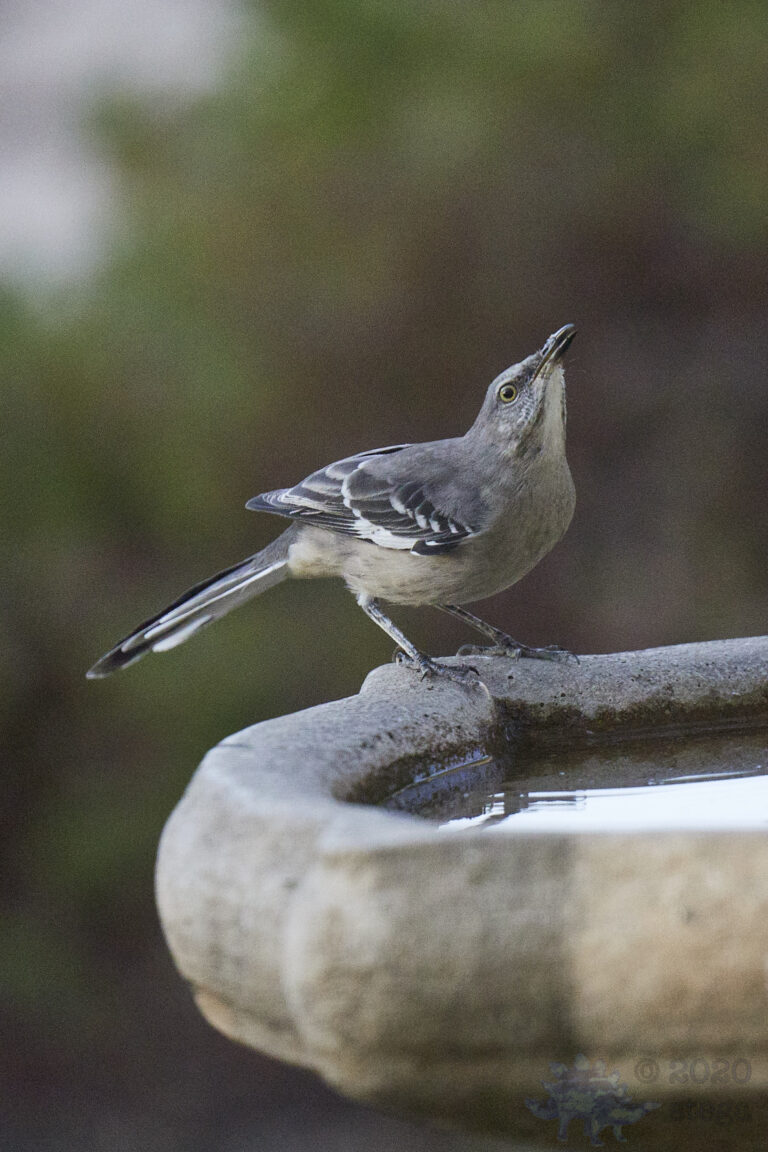 Northern Mockingbird