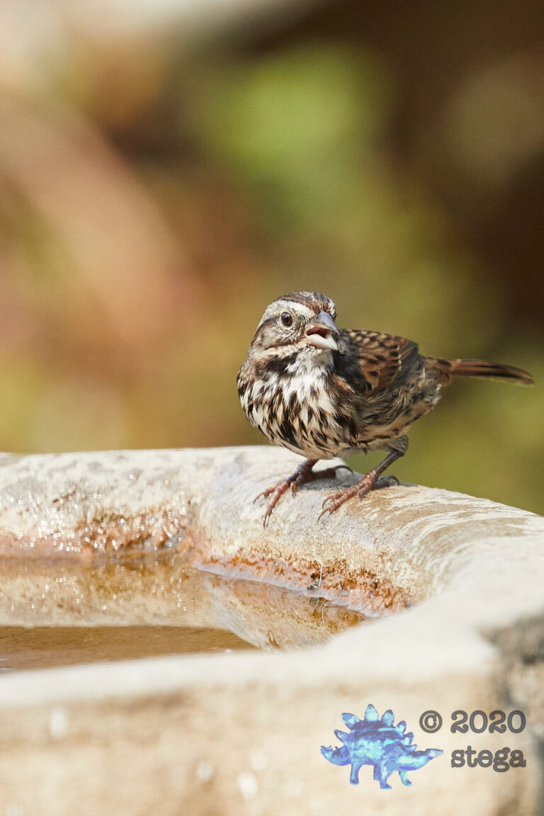 Song Sparrow