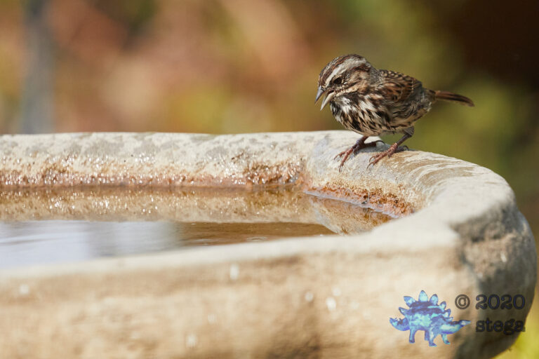Song Sparrow