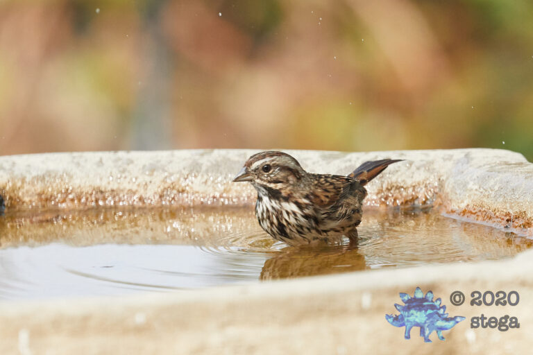Song Sparrow