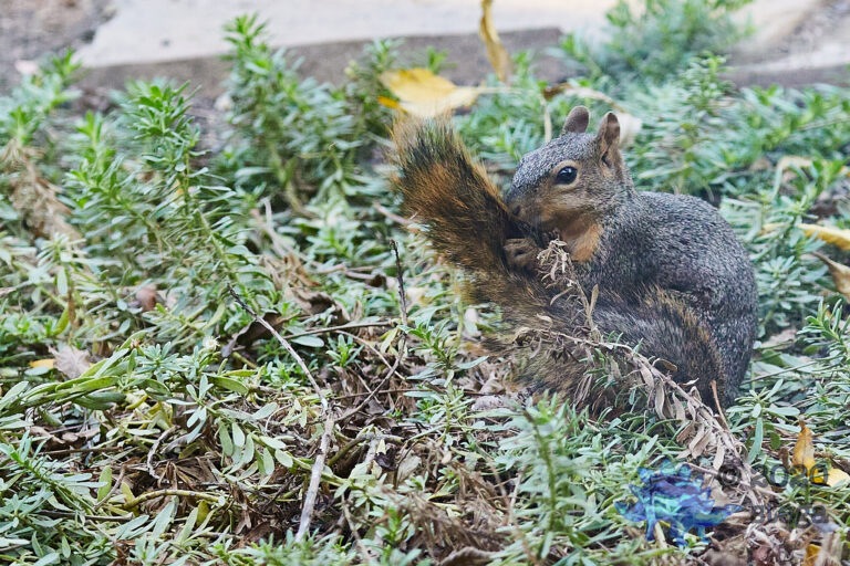 Fox Squirrel