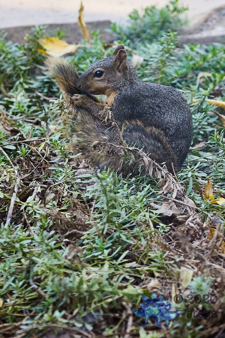 Baby Fox Squirrel