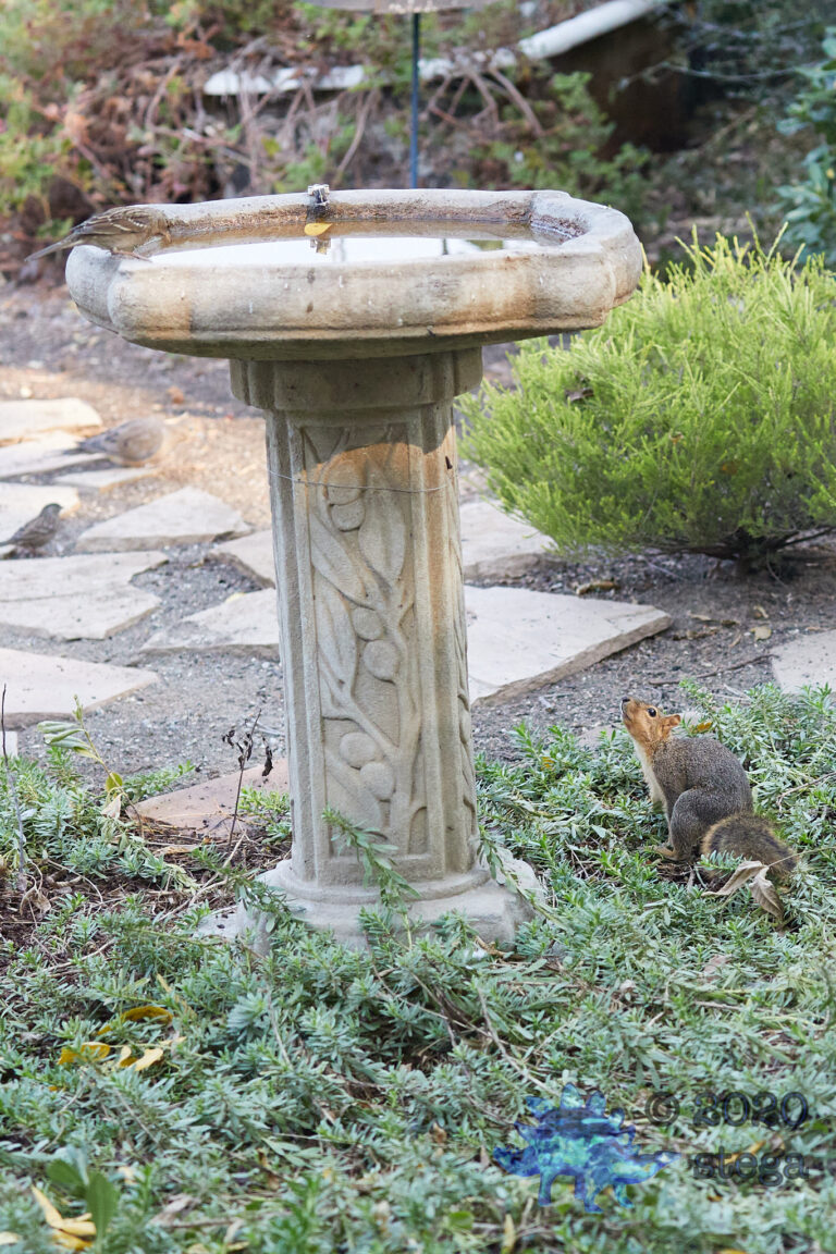 Fox Squirrel