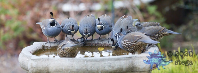 California Quail: Part 1