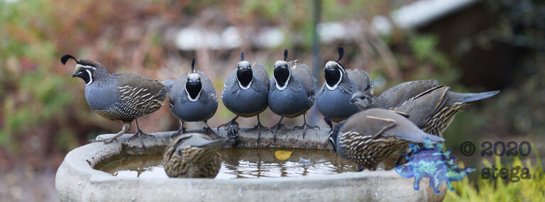 California Quail: Part 2