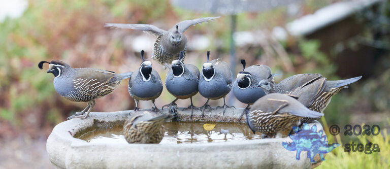 California Quail: Part 4