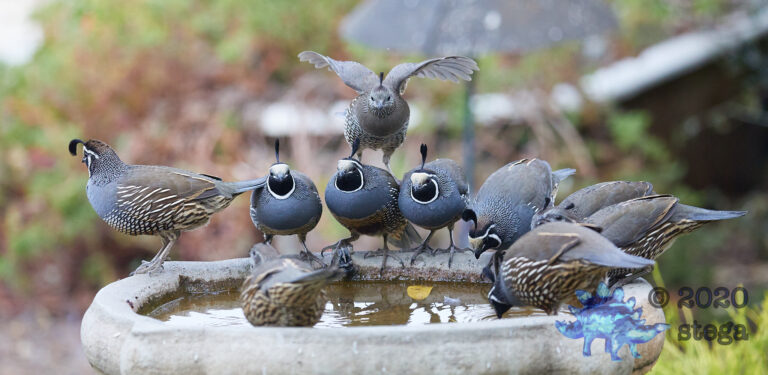 California Quail: Part 3
