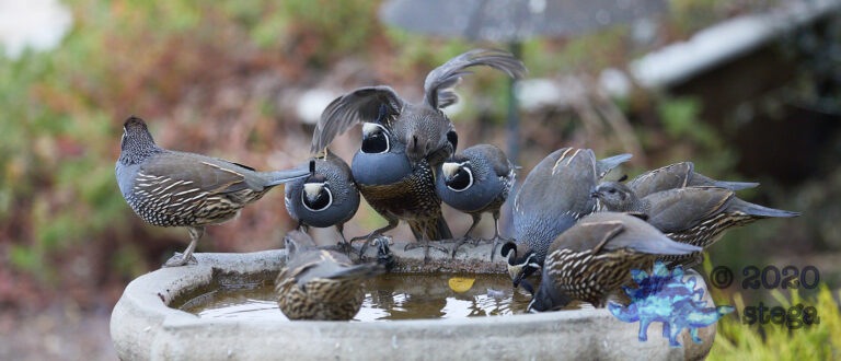 California Quail: Part 5