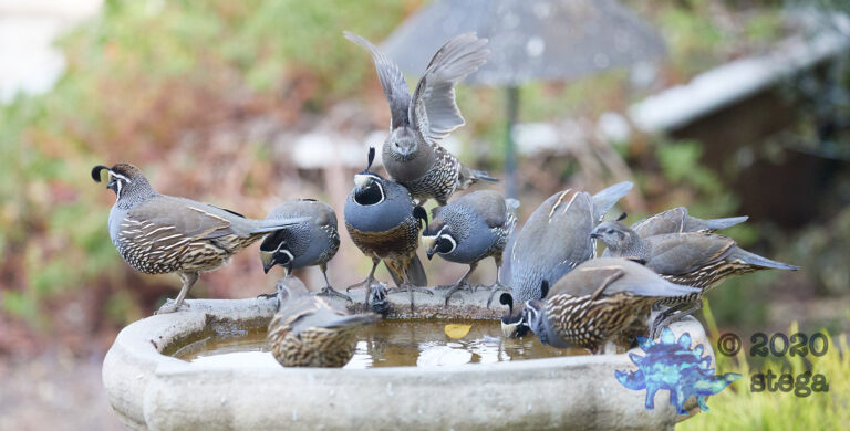 California Quail: Part 6