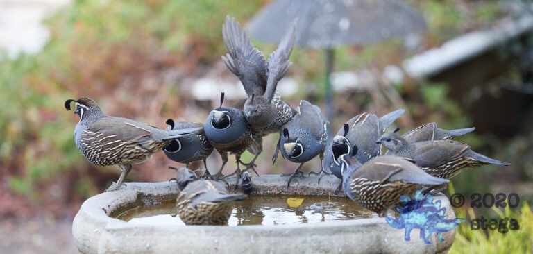 California Quail: Part 7