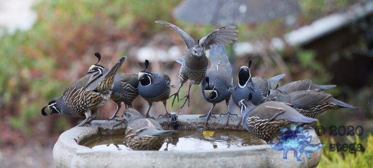 California Quail: Part 8