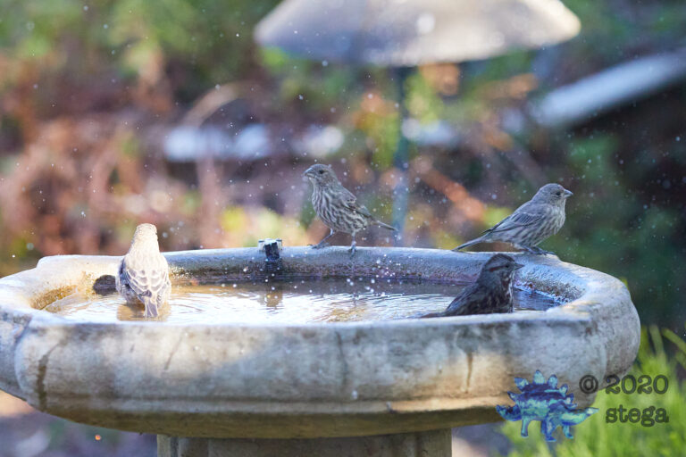 Song Sparrow and Finches