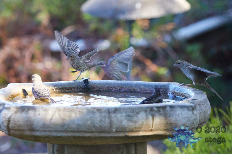 Finches and Sparrows