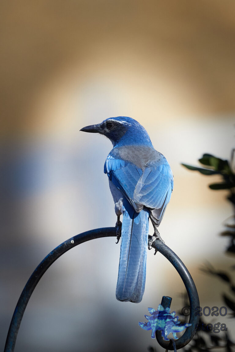 California Scrub Jay
