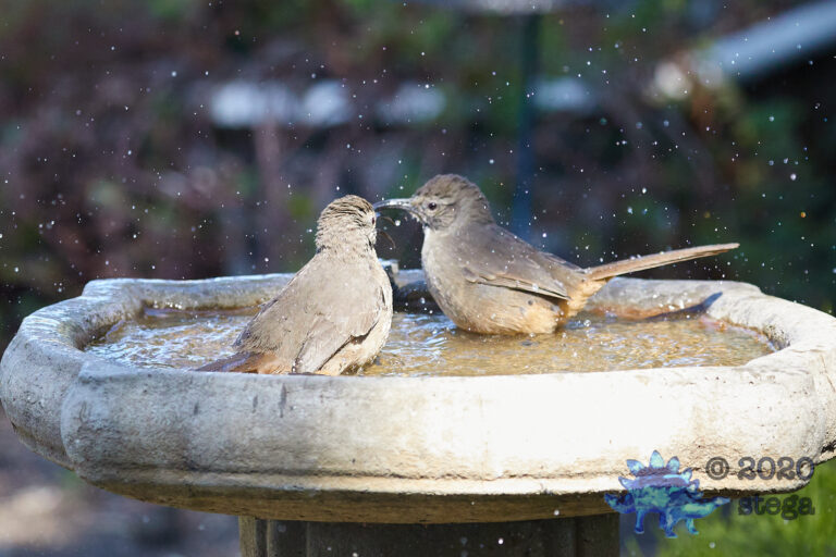 California Thrashers