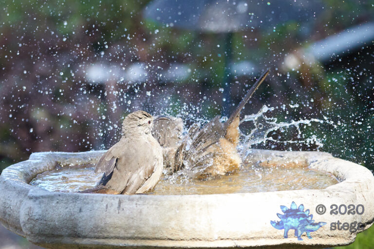 California Thrashers