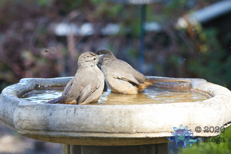 California Thrasher