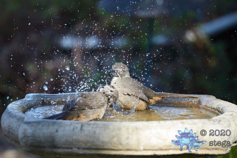 California Thrashers