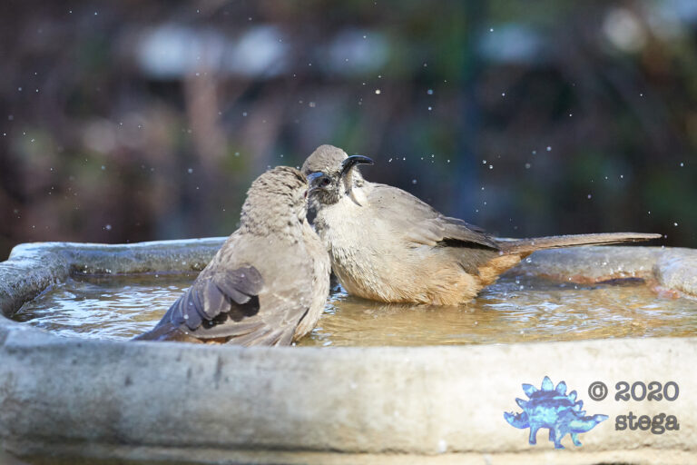 California Thrashers