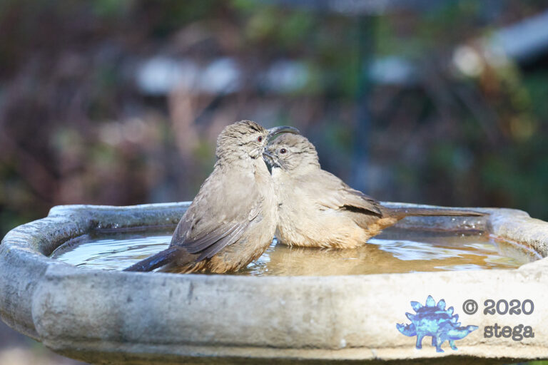 California Thrashers
