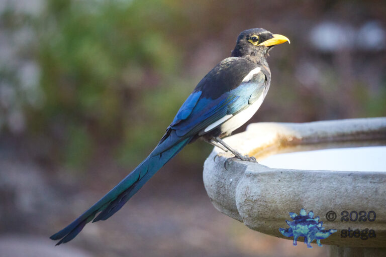 Yellow-Billed Magpie